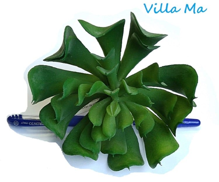 Суккулент искусств.