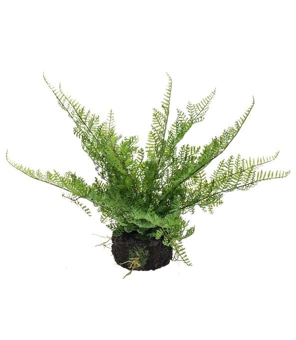 Папоротник в горшке искусств.