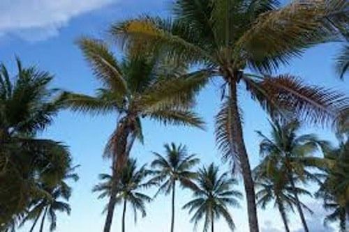 Финиковая пальма 150см одноств. искусств.