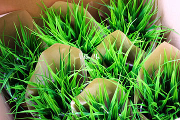Трава искусственная в кашпо керамика