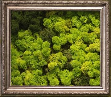 Живая зеленая картина из мха
