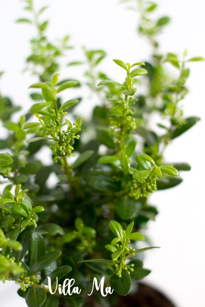 Падуб городчатый