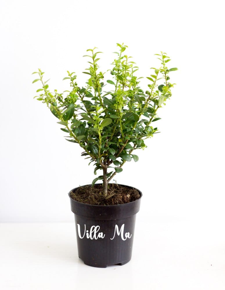 Падуб городчатый