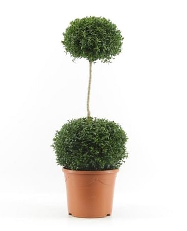 Самшит вечнозелёный большой шар растение
