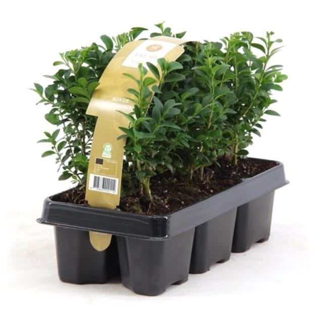 Самшит вечнозелёный саженец к-т 6шт 2г. садовый