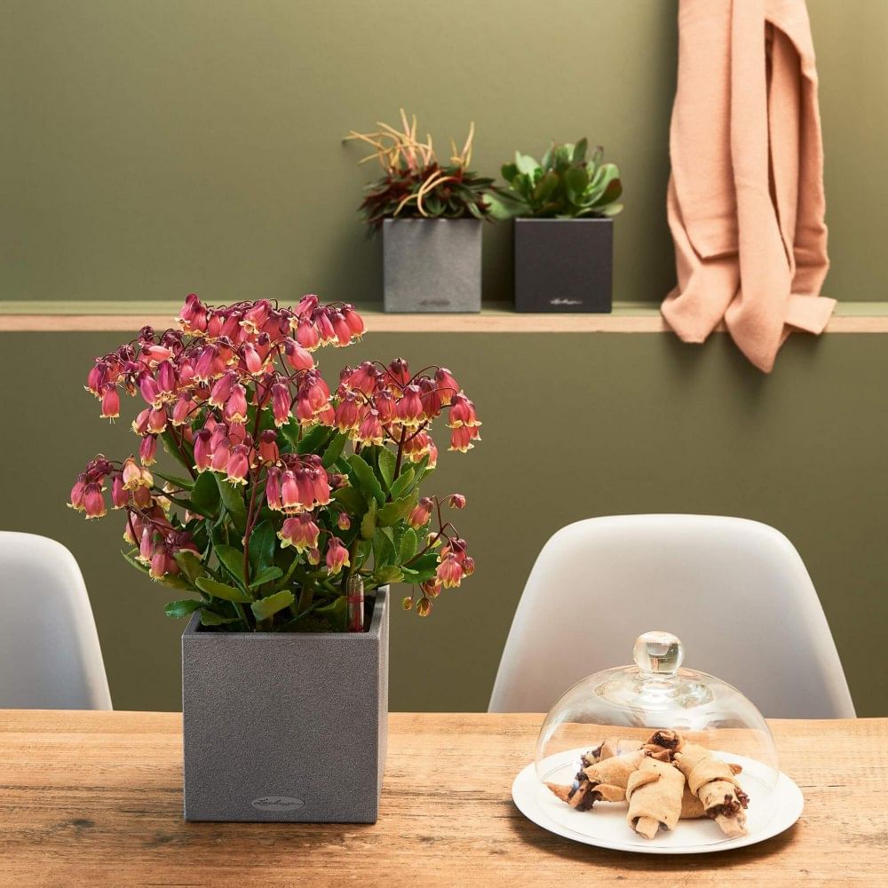 Кашпо Канто Стоун Лоу \ Canto Stone low lechuza