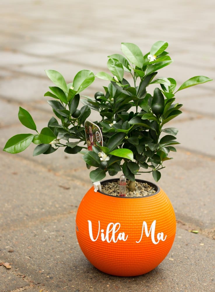 Кашпо Пуро / Puro комплект шар lechuza