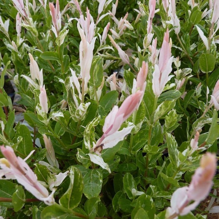 Ива бело-розовая Хакура нишики