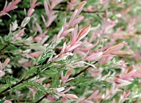 Ива бело-розовая Хакура нишики