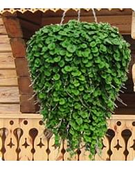 Дихондра зеленая Дихондра зеленая