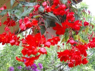 Бегония клубневая ампельная