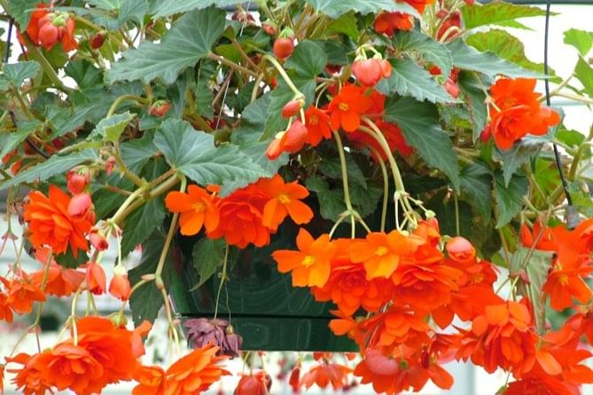 Бегония клубневая ампельная 1