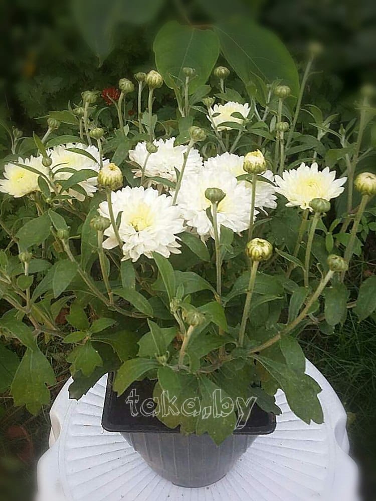 Хризантема низкорослая Уайт