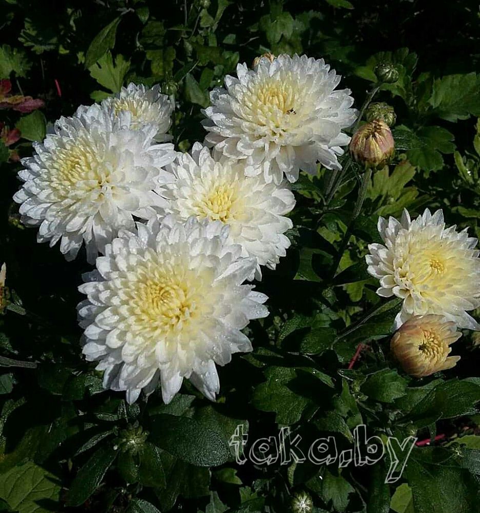 Хризантема низкорослая Уайт
