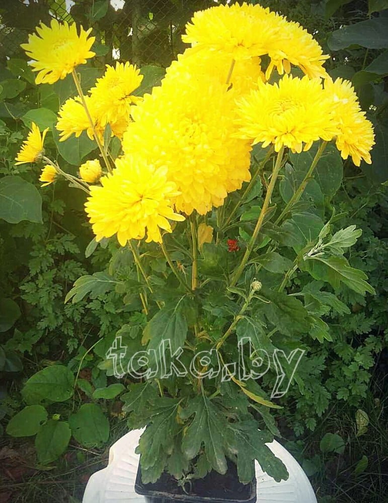 Хризантема крупноцветковая Солнечная