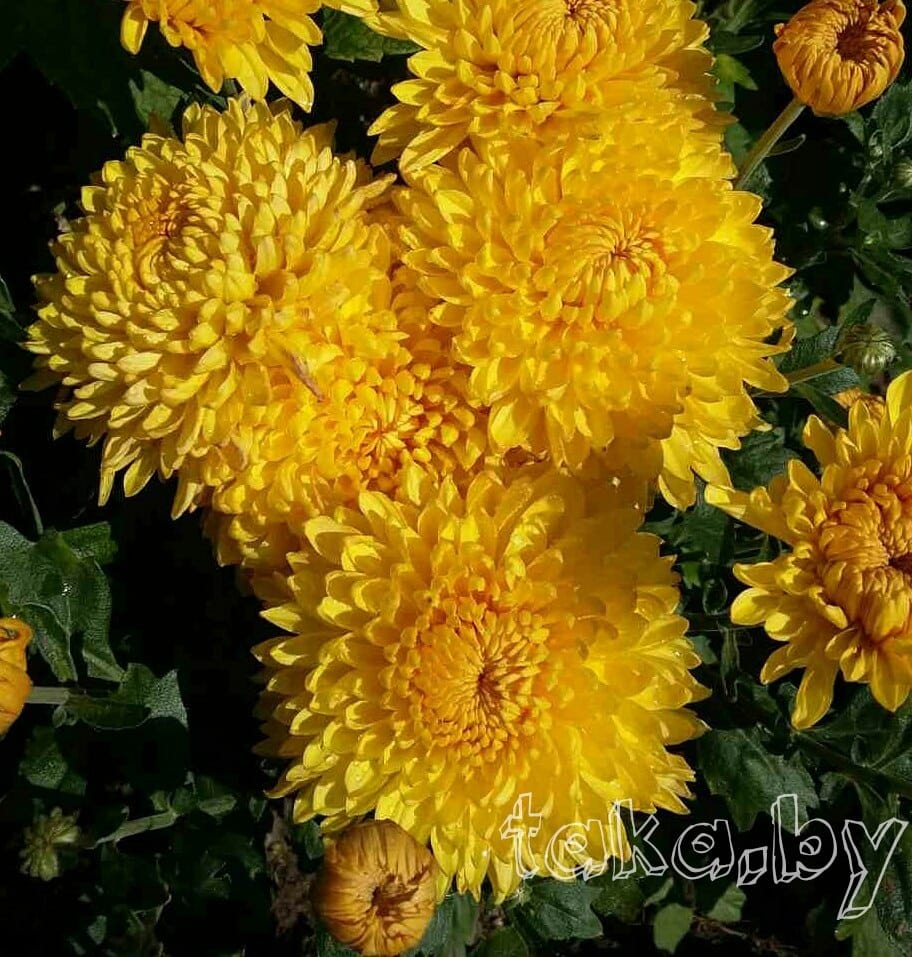 Хризантема крупноцветковая Солнечная