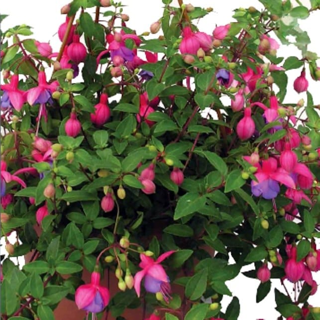 Кашпо Фуксия ампельная