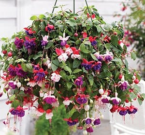 Кашпо Фуксия ампельная