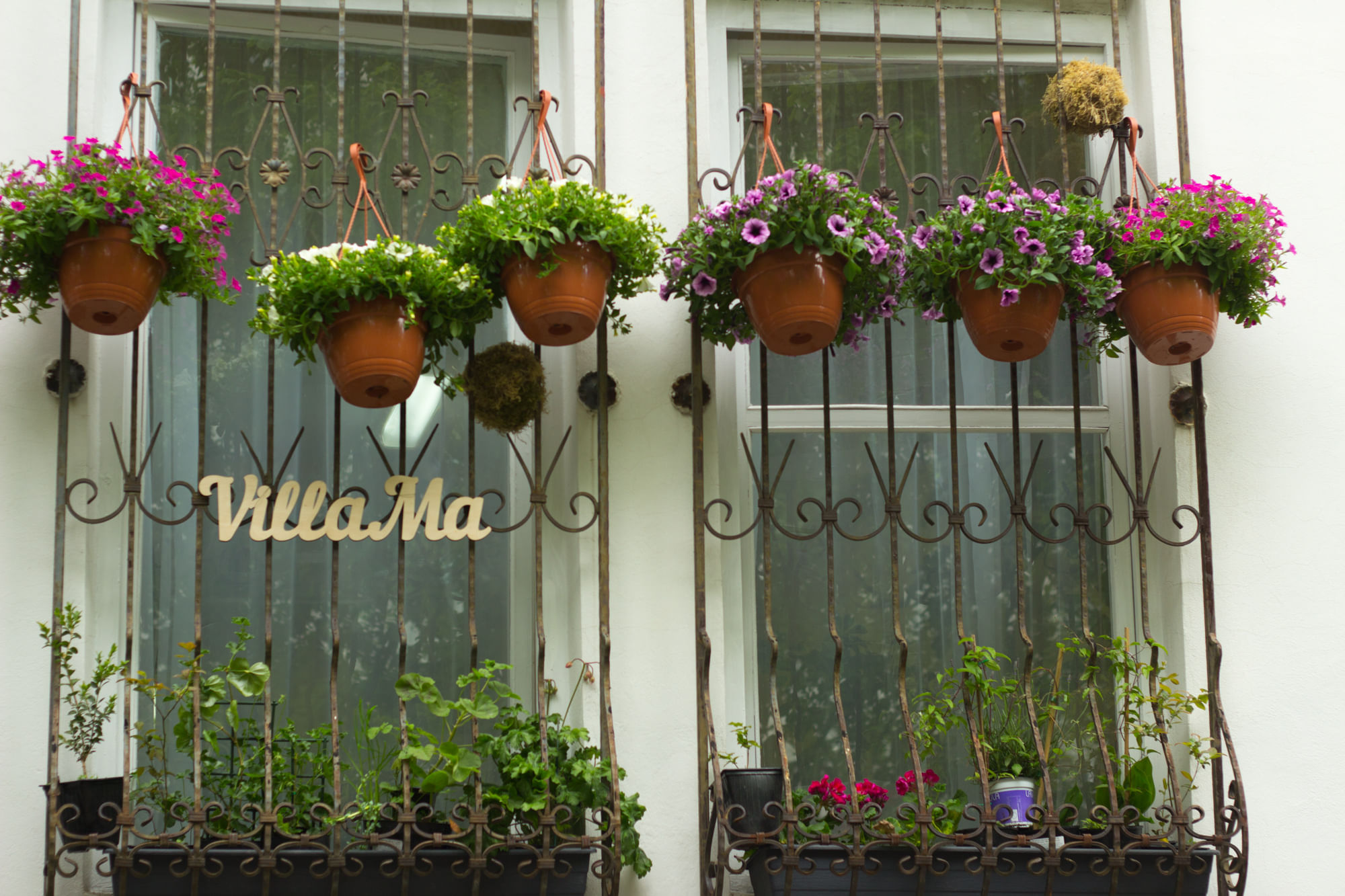 Калибрахоа в кашпо