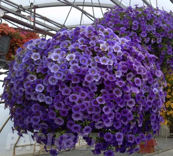 Калибрахоа в кашпо