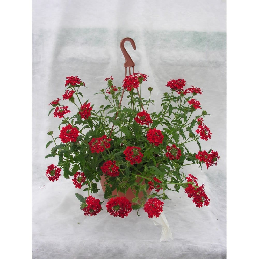 вербена Минск, купить вербена ампельная в кашпо, живая вербена цветущая ...