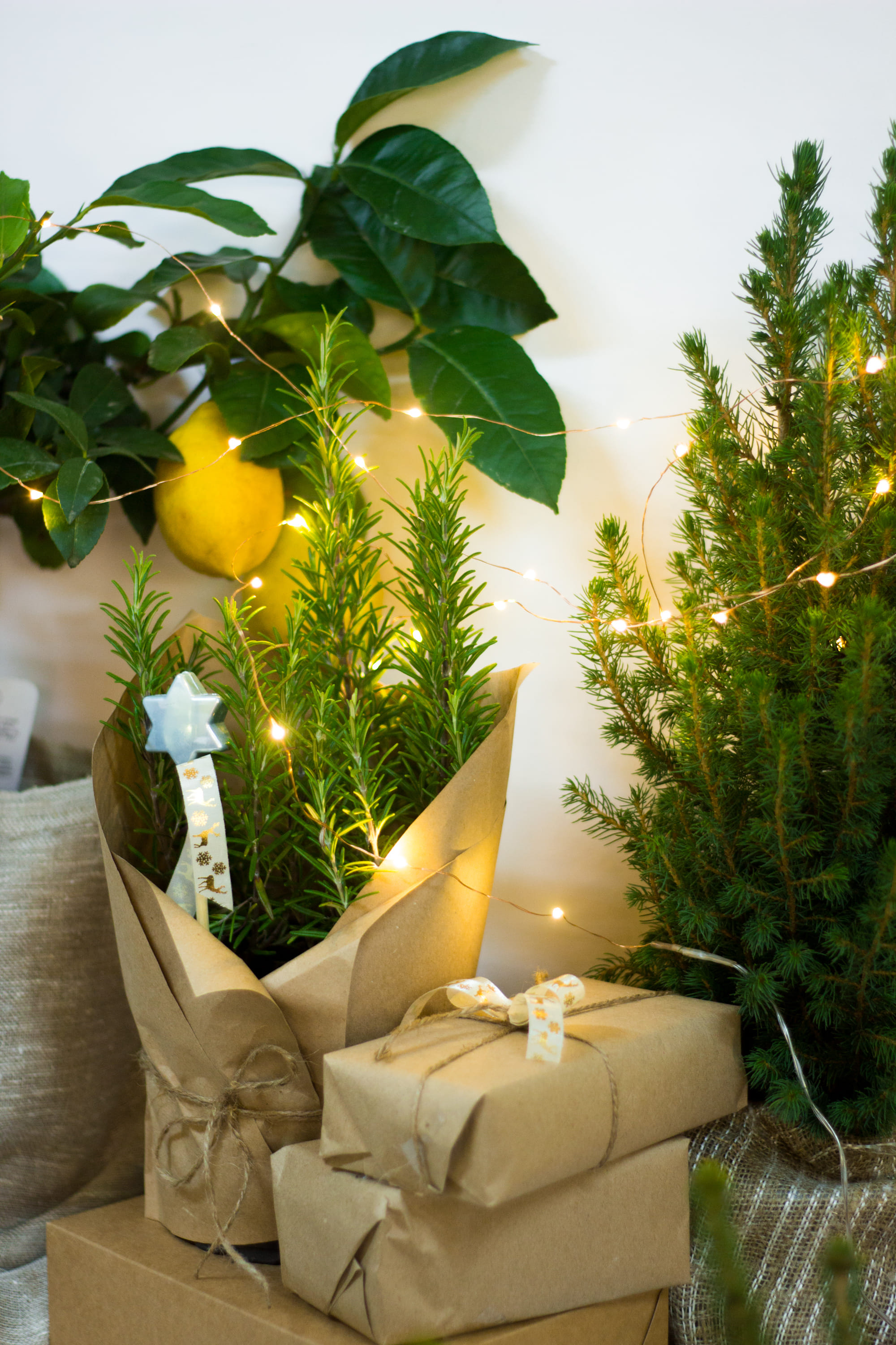 Подарочное оформление небольших горшечных растений Villa Ma