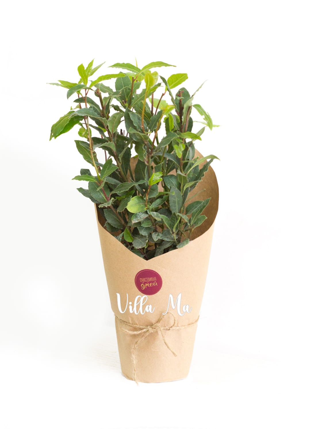 Подарочное оформление небольших горшечных растений Villa Ma