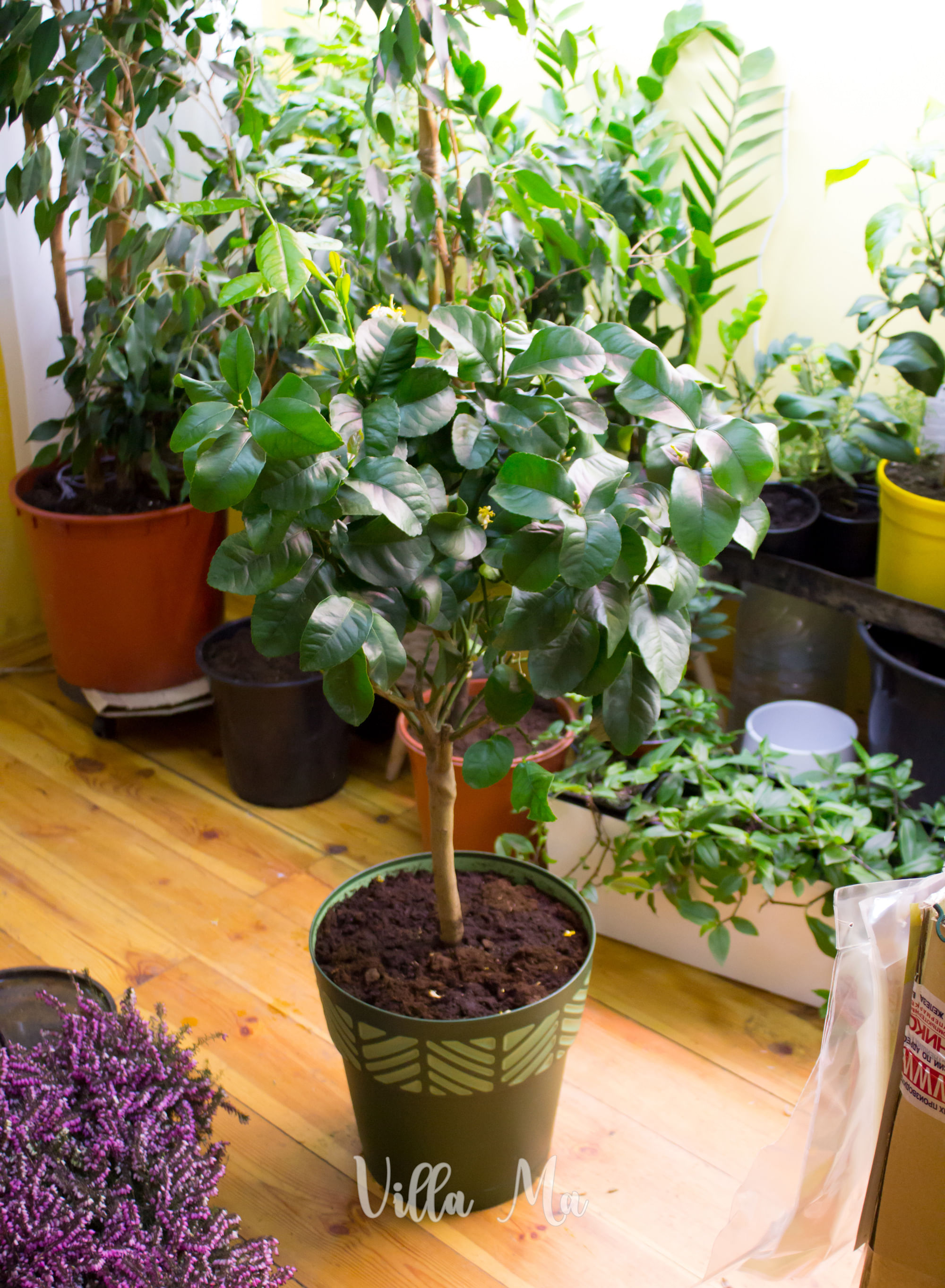 Посадка комнатных растений