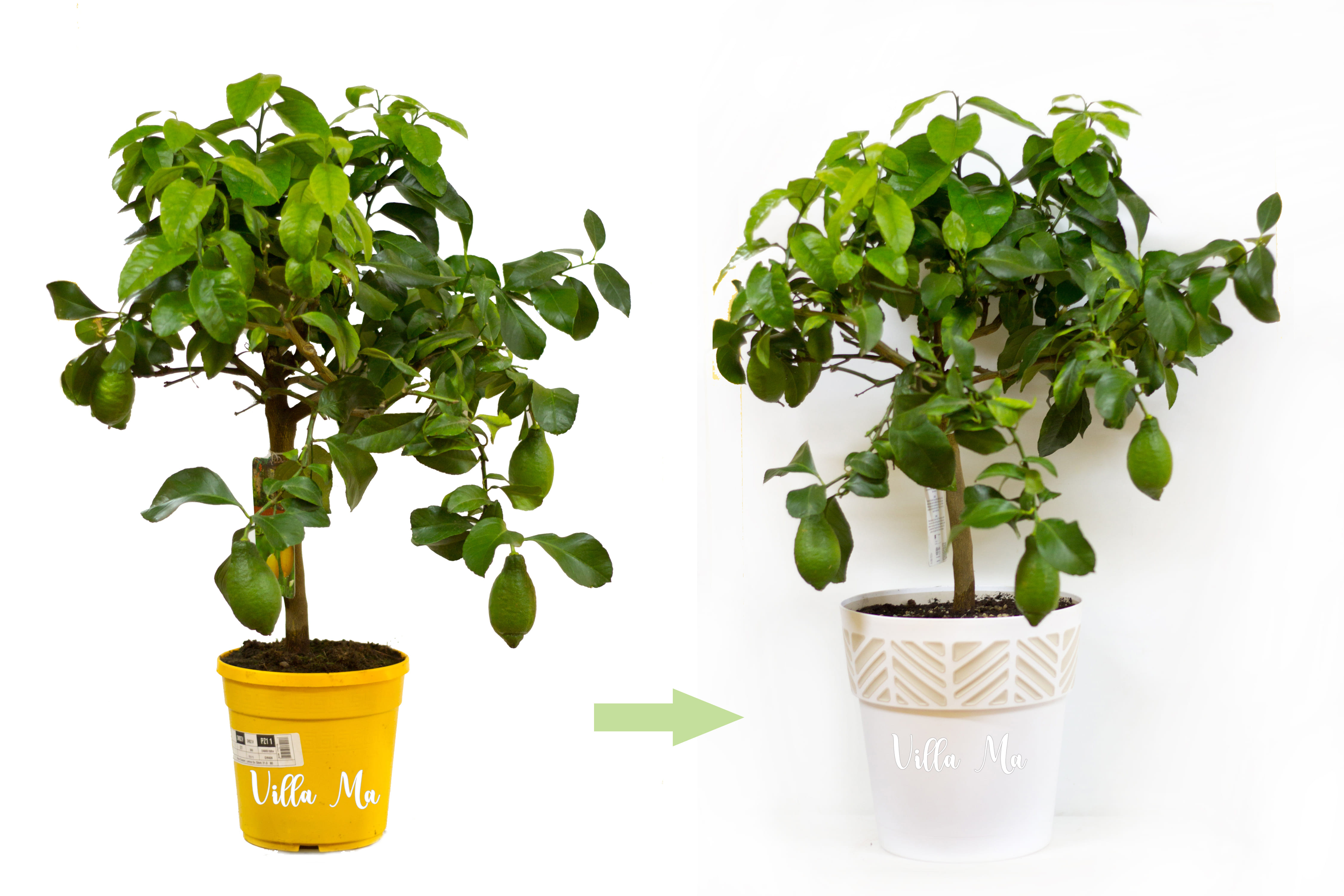 Посадка комнатных растений