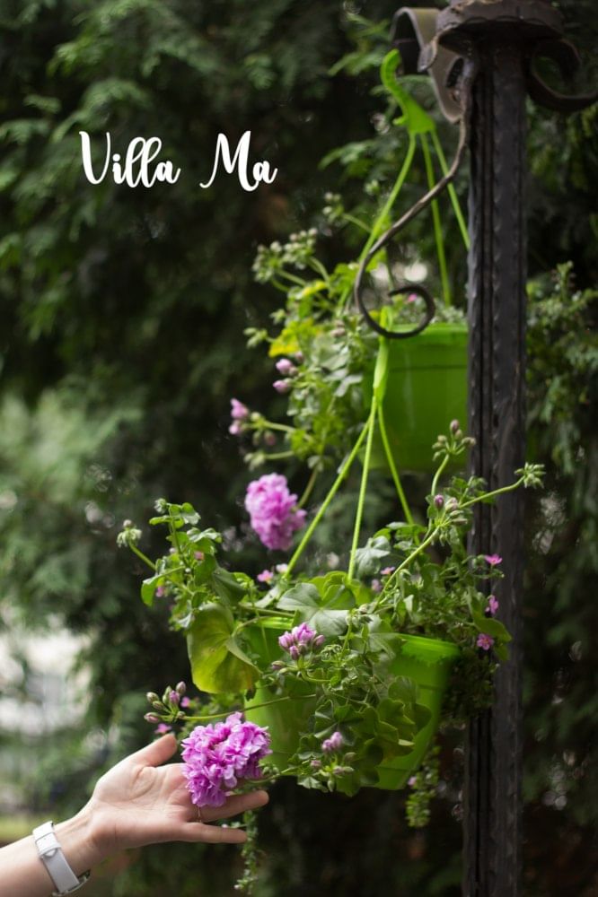 Посадка цветов в вазоны, цветочницы