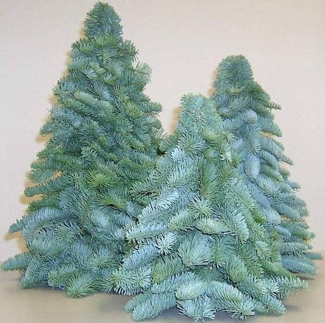 Ёлочка из пихты Нобилис на оазисе