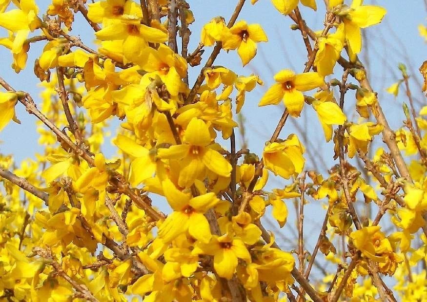 Форзиция Голдзаубер садовая