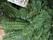 Гирлянда Санта-Премиум новогодняя зеленая 150см из искусственной хвои