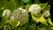 Пузыреплодник золотолистный Люциус голд