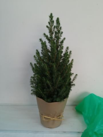 Ель канадская Коника НД новогодняя