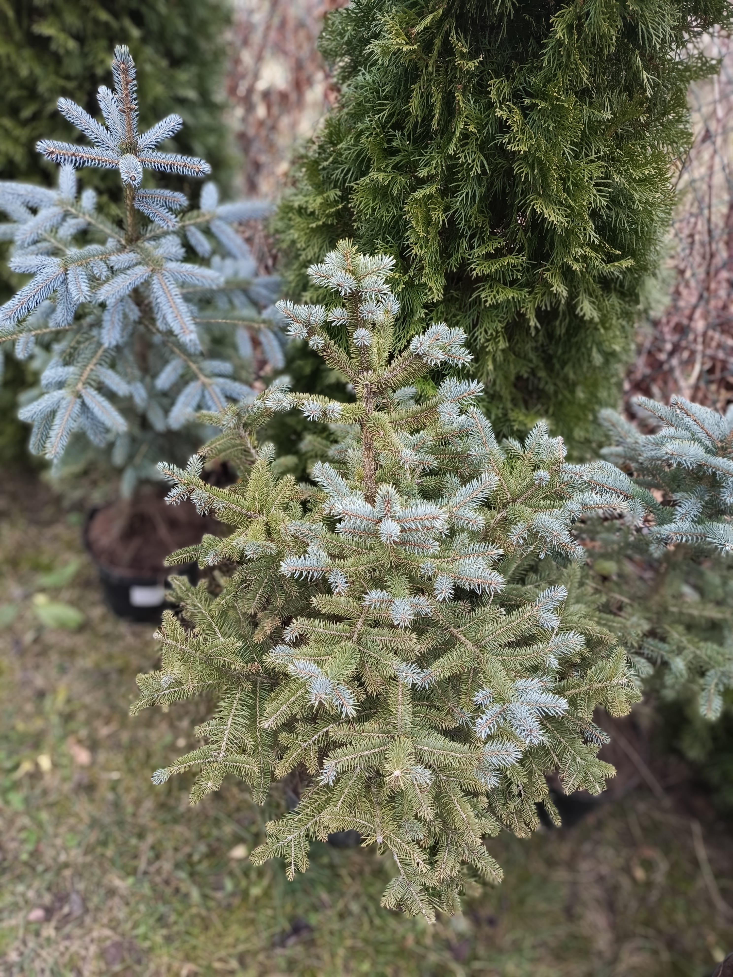 Ель голубая Глаука выращенные в горшке