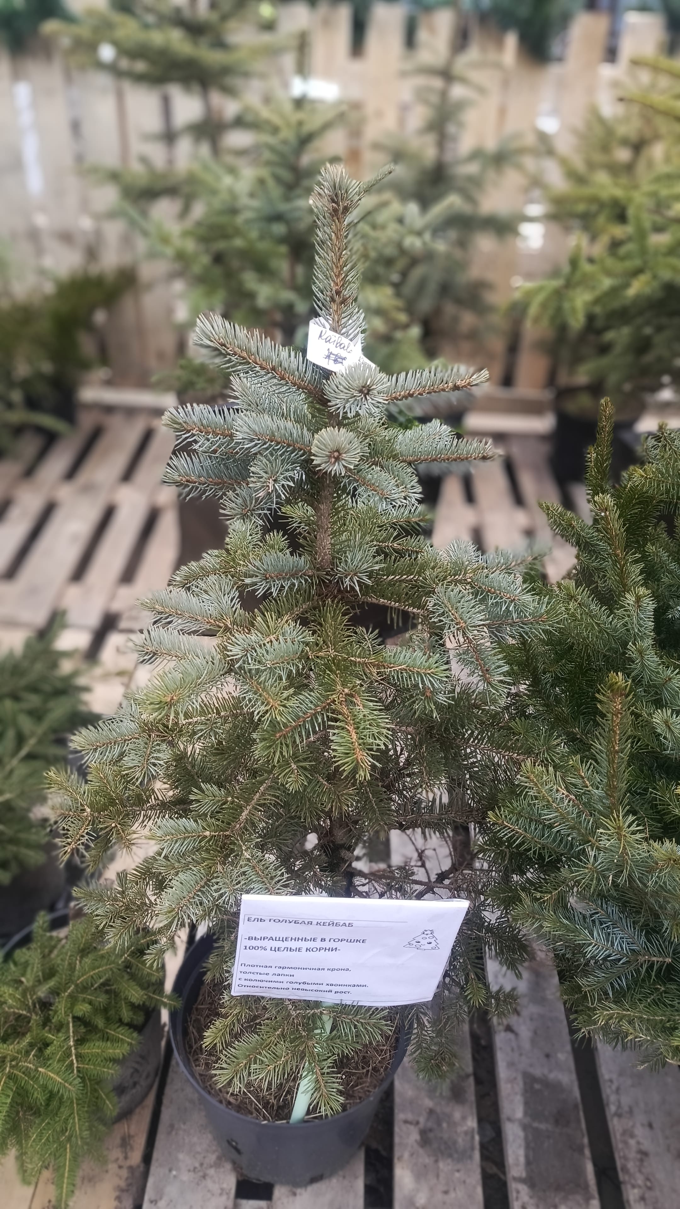 Ель голубая Глаука выращенные в горшке