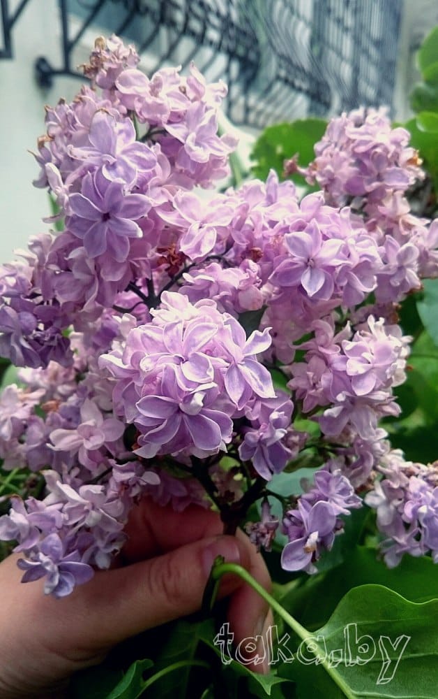 Андрюша Громов Сирень голубая садовая