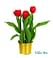 Тюльпаны Елоу Бэби -Букет в горшке