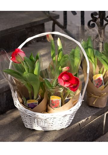 Тюльпаны Бокал -Букет в горшке