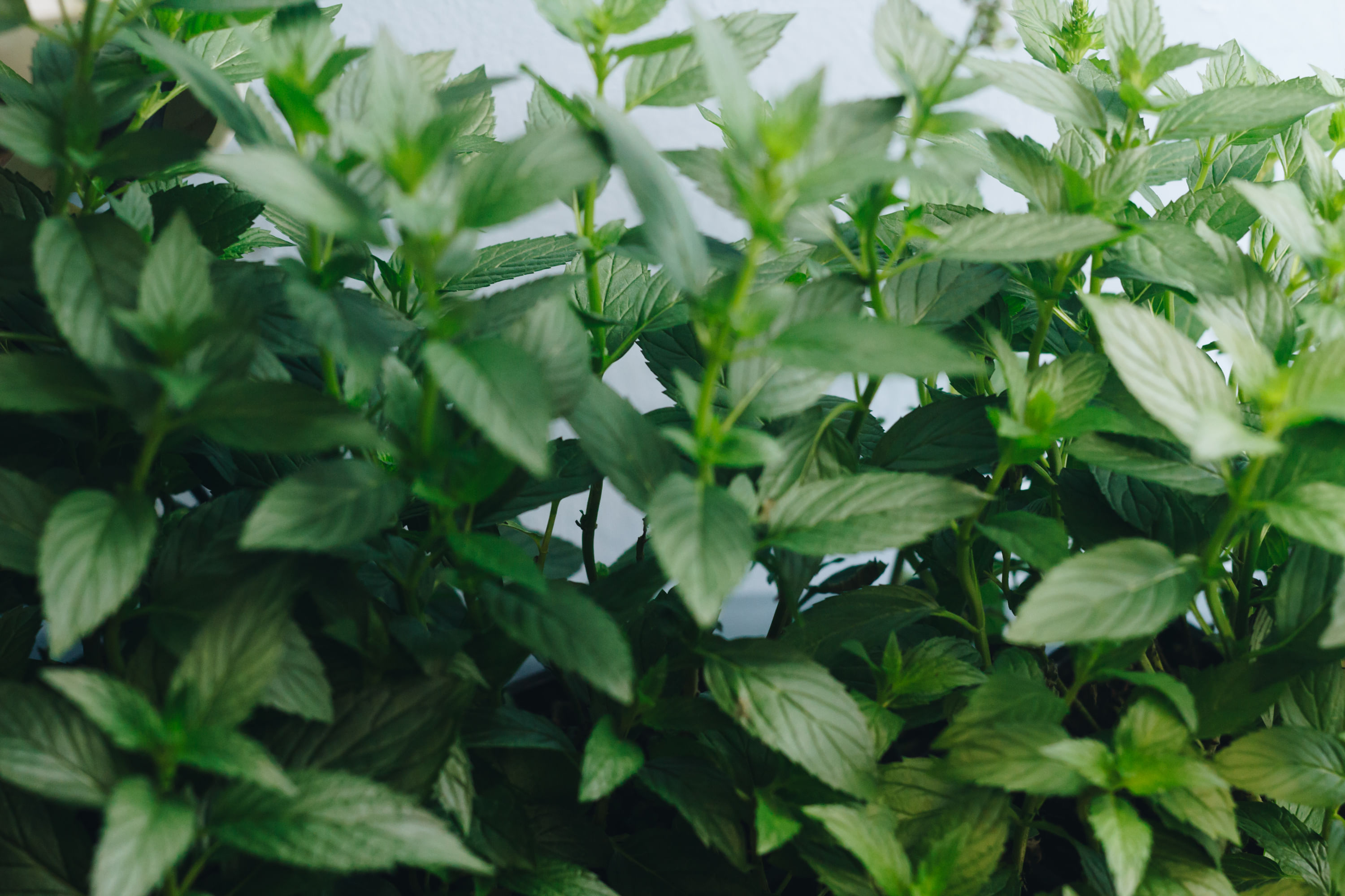 Мята перечная мелколистная