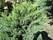 Можжевельник казацкий 80-90см Маас садовый