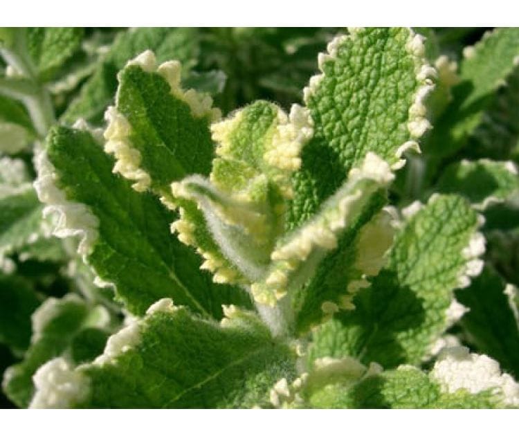 Мята ананасная белая