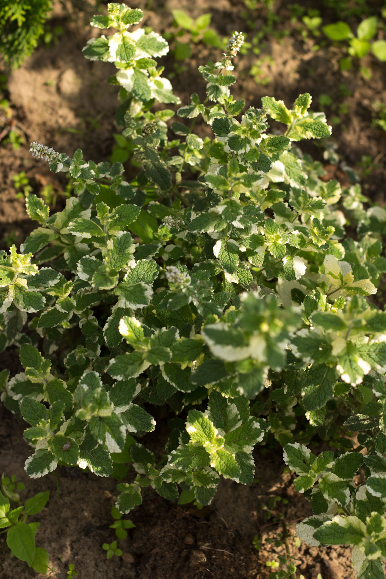 Мята ананасная белая