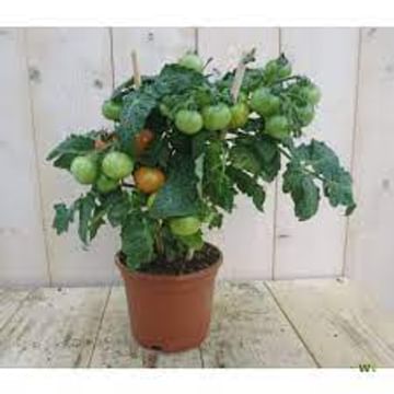 Помидорчик Балконное Чудо низкорослый куст, Голландия