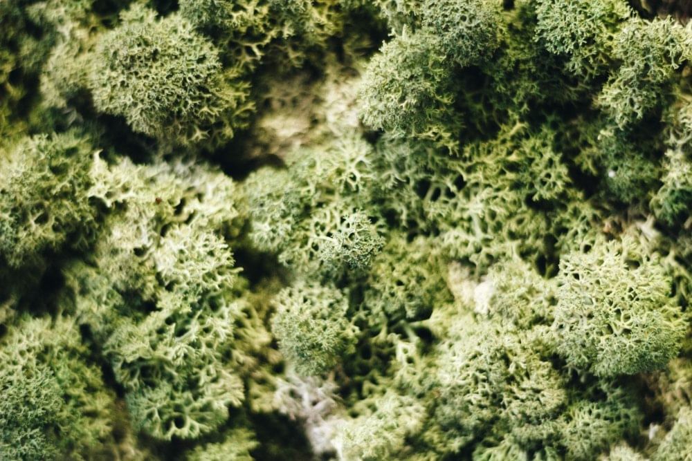 Картина суккуленты 35*45см мох стабилиз.