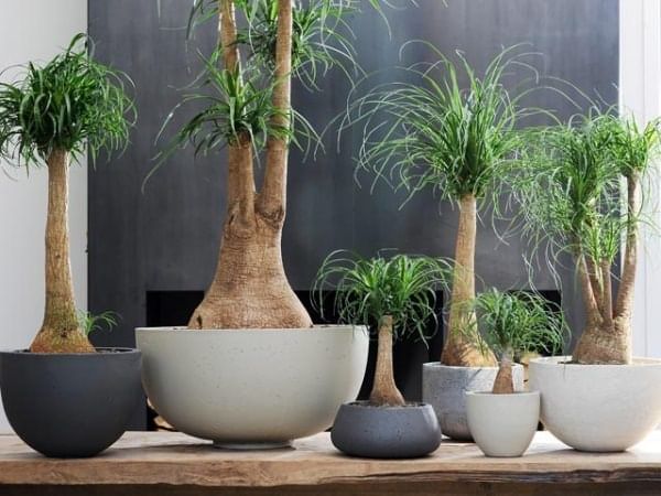 Нолина 160см Пальма