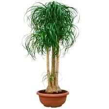 Нолина 160см Пальма