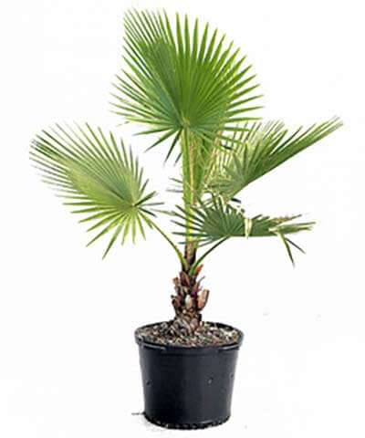 Вашингтония 3ств. Пальма