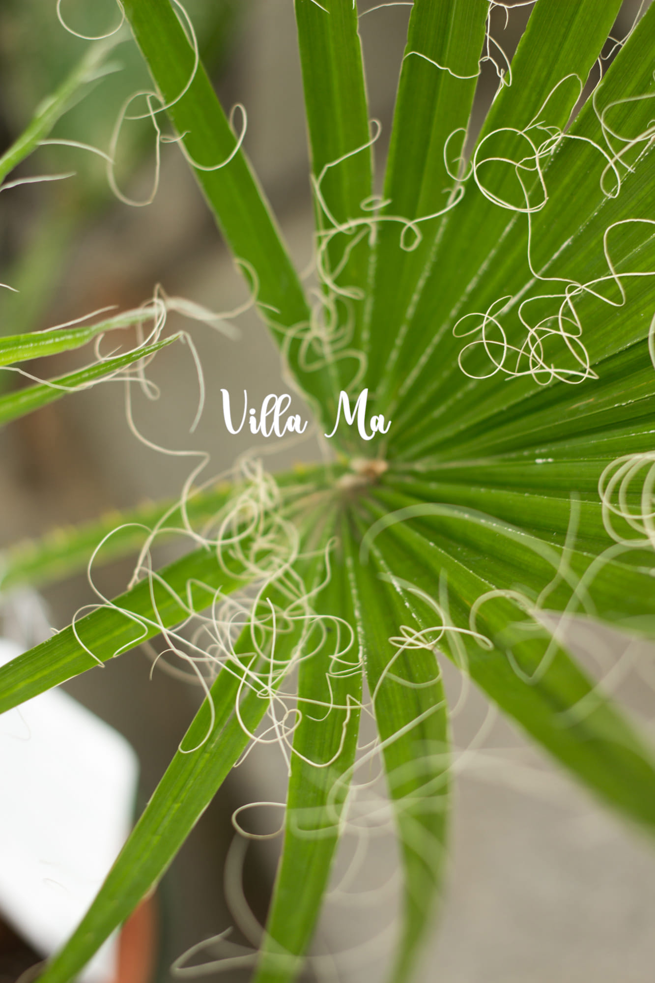 Вашингтония 3ств. Пальма